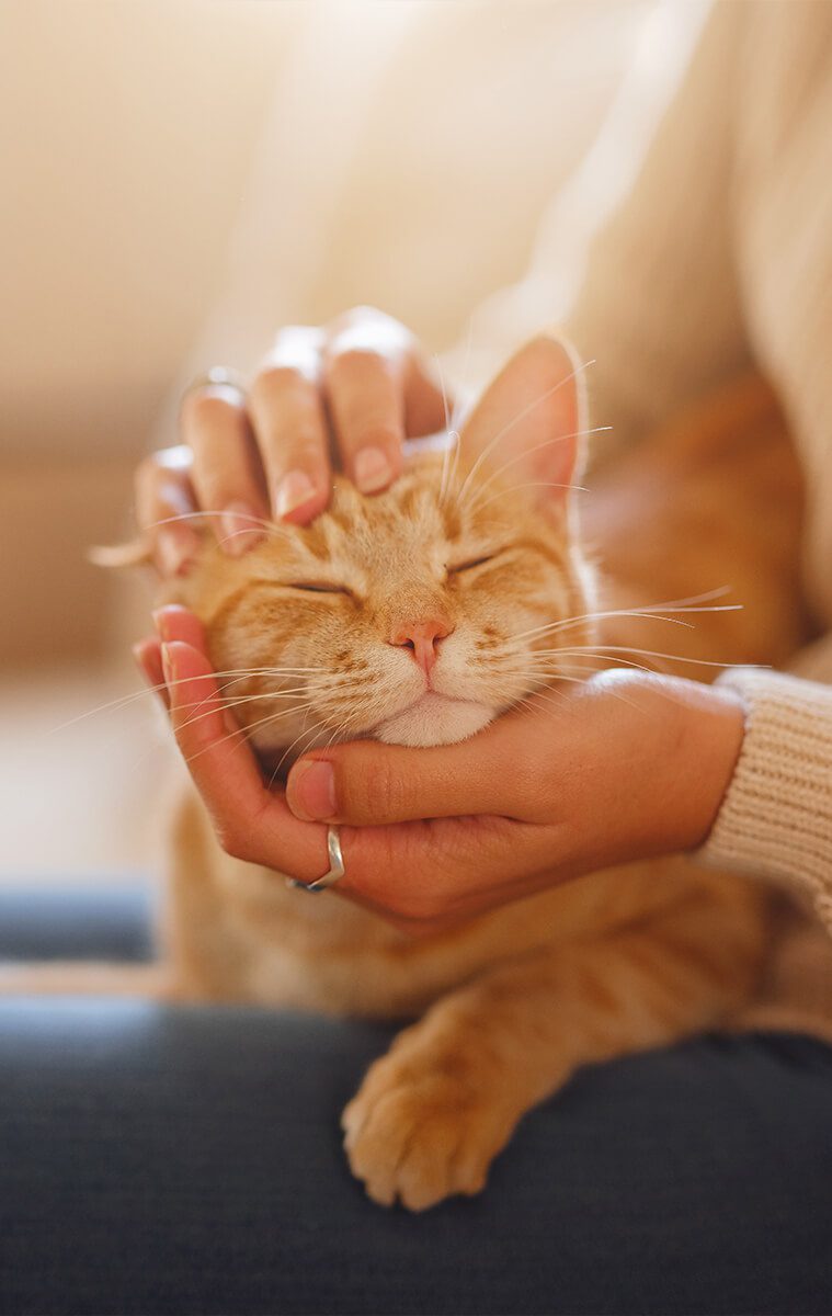 Orange Cat Sitting On Womans Lap Getting Pet Orange Cat Sitting On Womans Lap Getting Pet