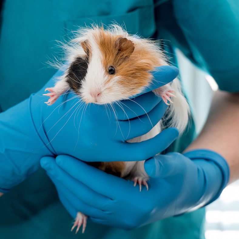 Guinea Pig Held By Vet