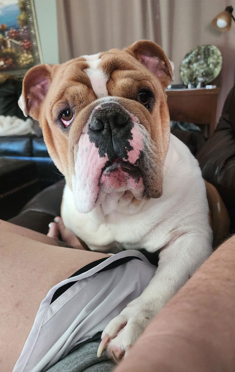 Zindel Dog Zindel The Bull Dog