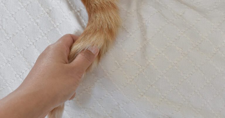 Cat Tail Pull Injury: Everything You Need to Know | Humane Animal ...