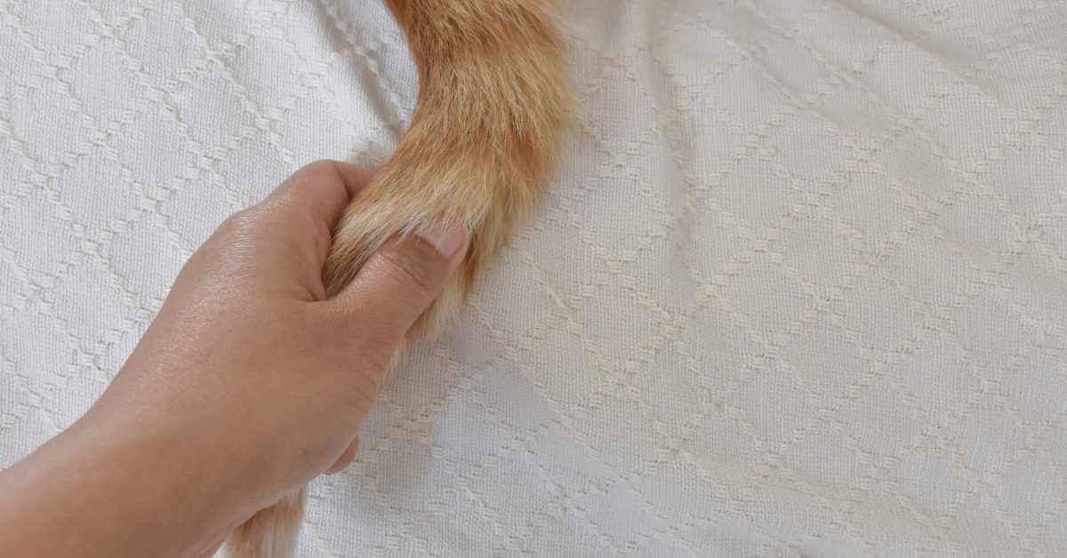 person gently holding a cat's tail