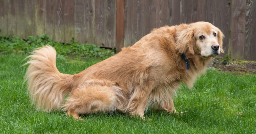 old golden retriever squatting to urinate in yard