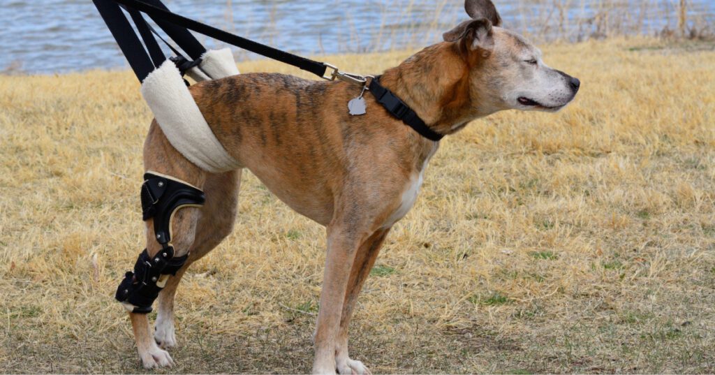 dog with a torn acl being supported with a knee brace and a sling