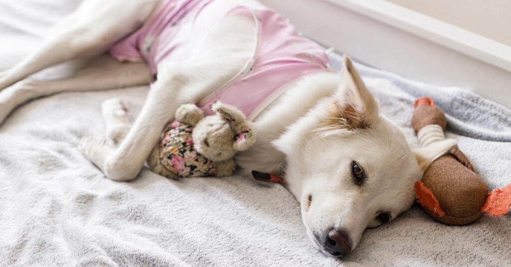 white dog laying on side with stuffed animal wearing a surgical suit after being spayed