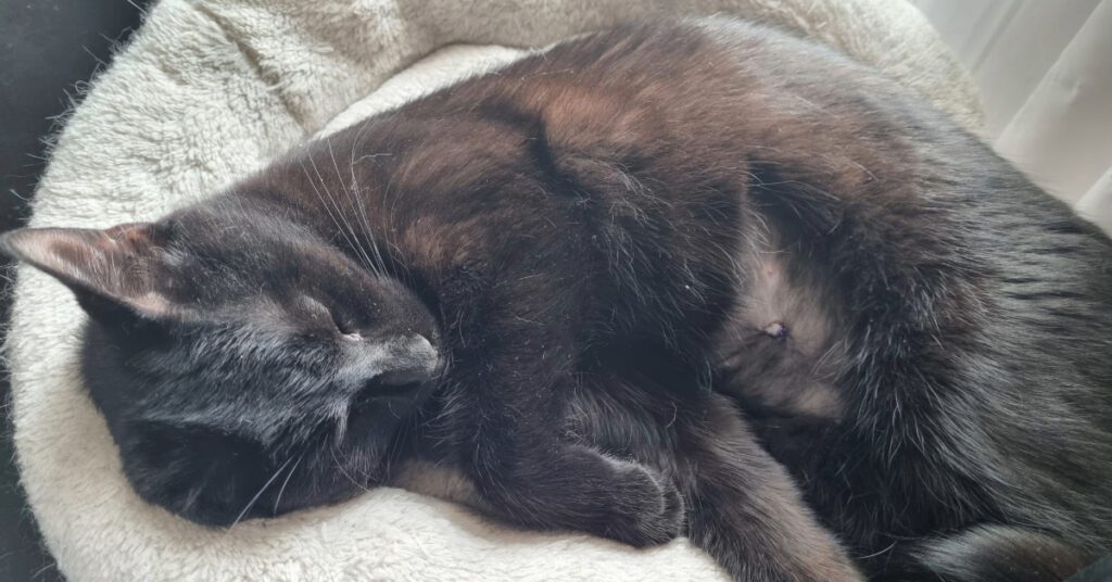 black cat laying on side with shaved abdomen recovering from a spay surgery