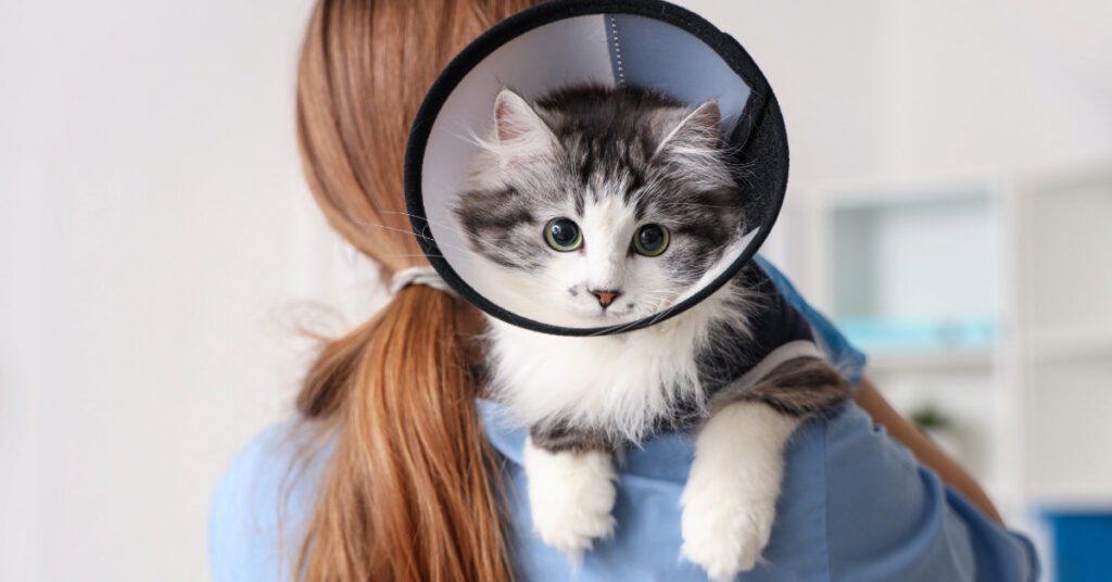 adorable kitten in an Elizabethan collar looking over shoulder of person