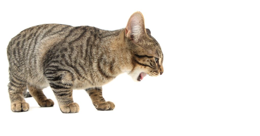 cat gagging on a white background
