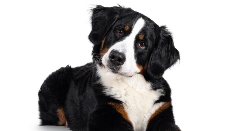 dog laying down with head tilted at the camera