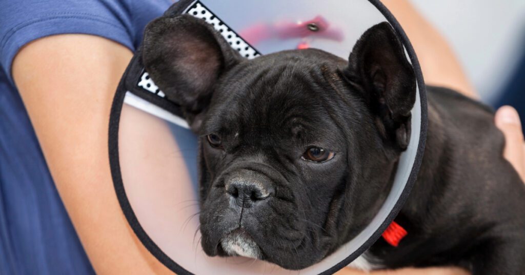 female owner holding black French bulldog wearing an e-collar in her lap
