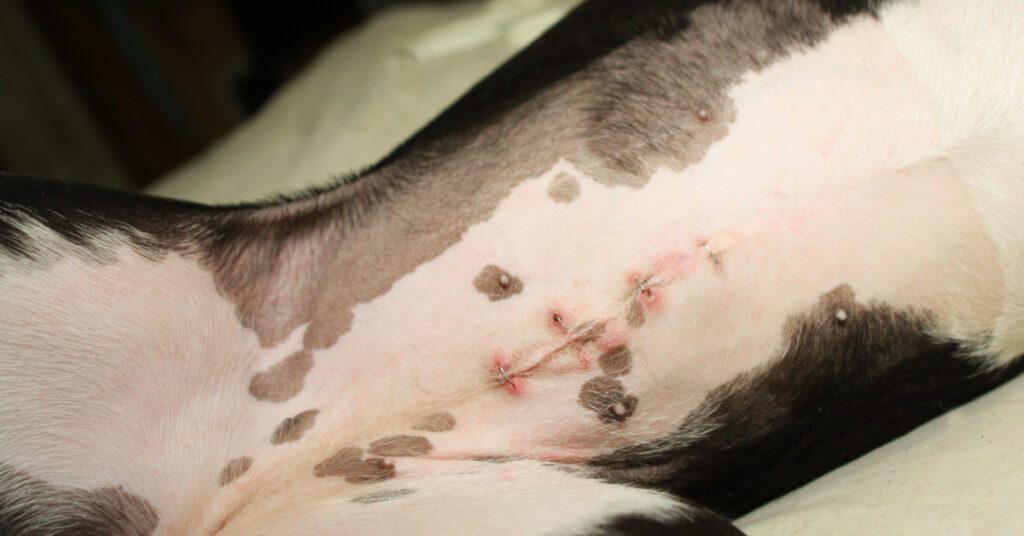 close up of dog spay incision healing