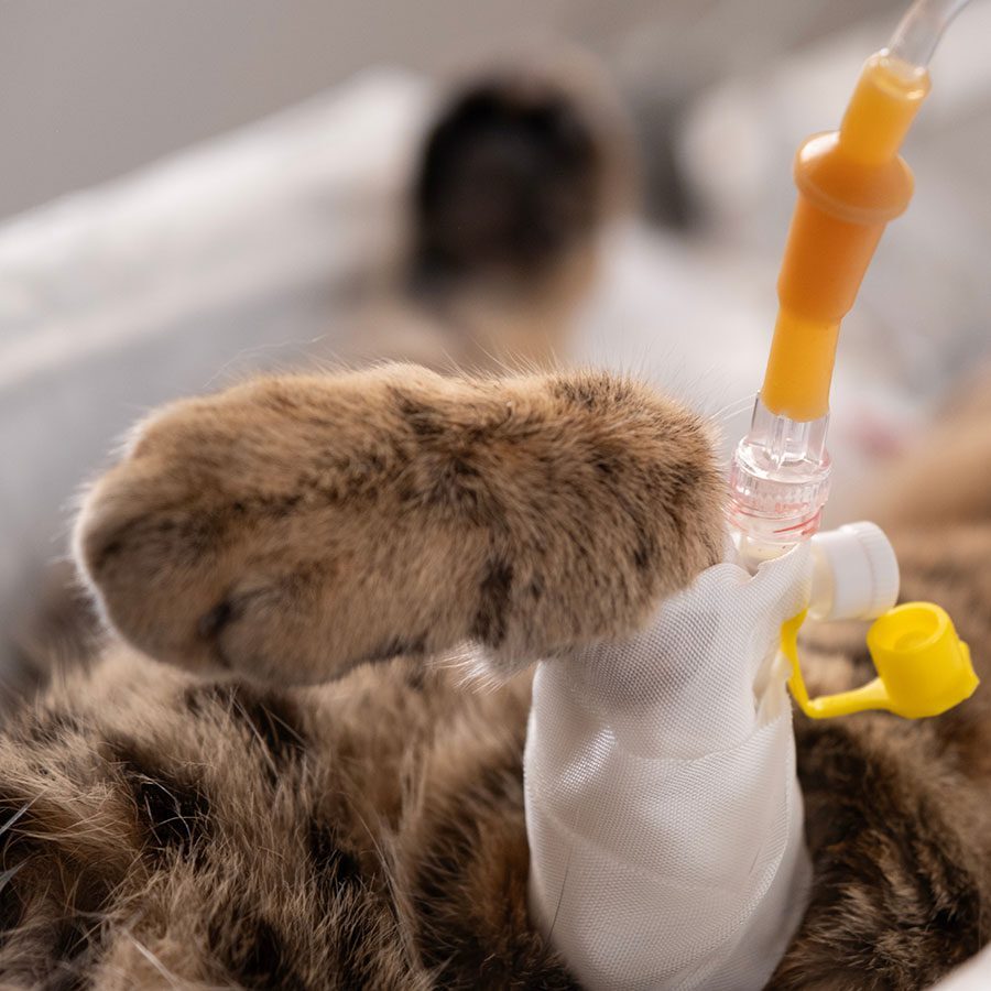 pet-surgery closeup of an IV catheter placed in a cat's arm