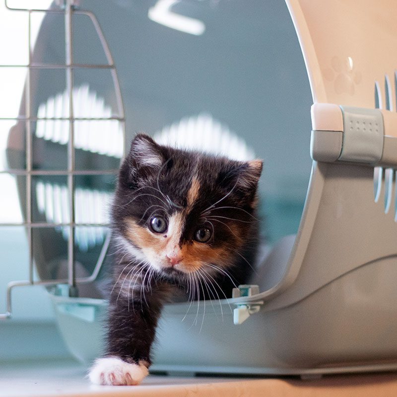 cat-and-dog-boarding-plano-tx calico kitten stepping out of its carrier