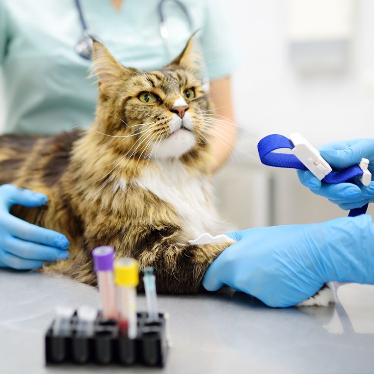 cat-and-dog-x-ray-imaging-and-lab-diagnostics-plano-tx Cat Getting Blood Work Tested