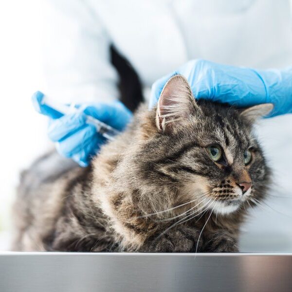 cat-and-dog-vaccinations-plano-tx Cat Vaccinations At Vet