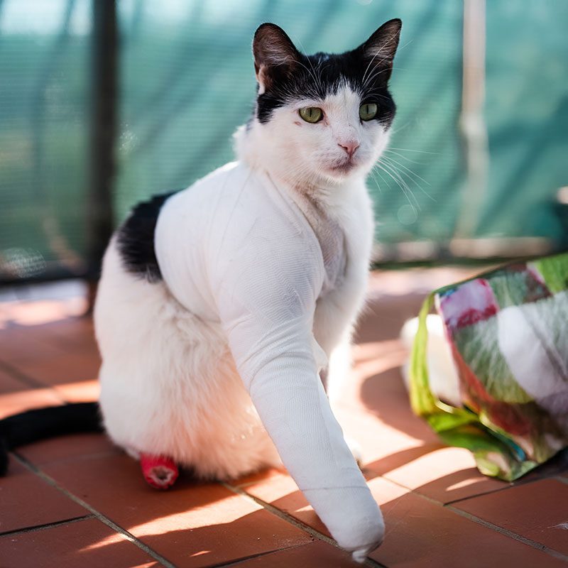black and white cat wearing a cast on its leg after surgery