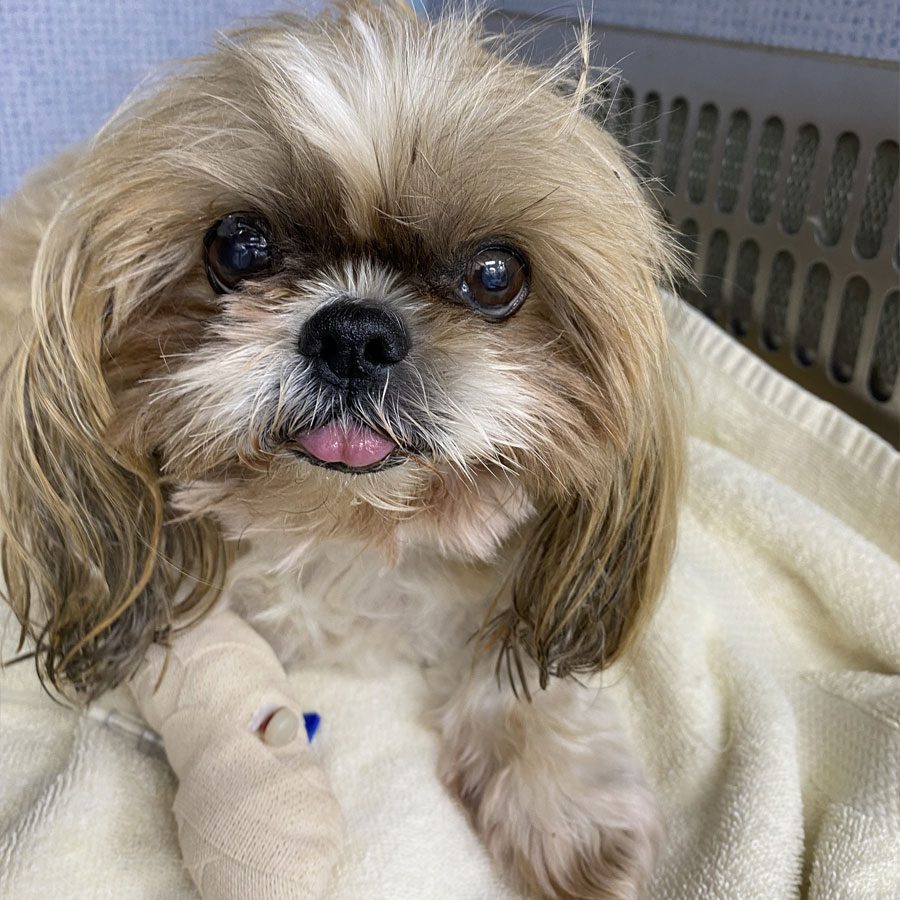 cat-and-dog-orthopedic-surgery-plano-tx Chloe Dog In Cast