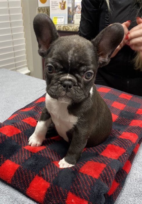pet-wellness-exams Coco Dog Wellness Check