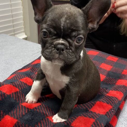 Coco Dog Wellness Check