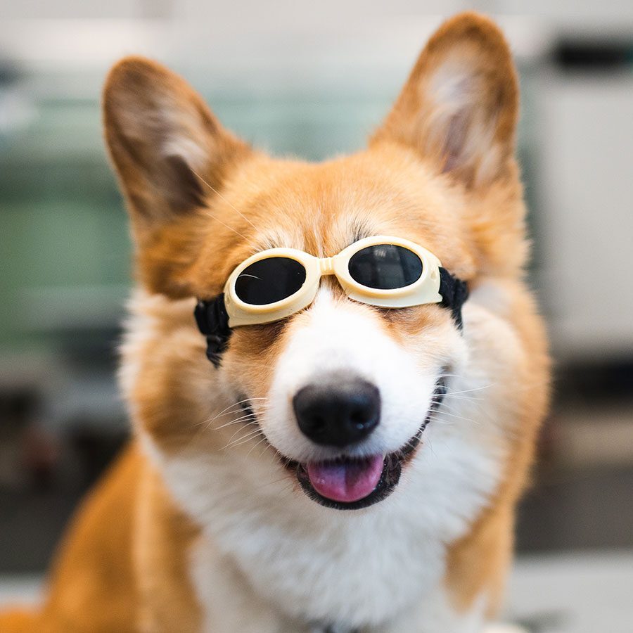 cat-and-dog-laser-surgery corgi smiling at the camera and wearing goggles during laser therapy treatment