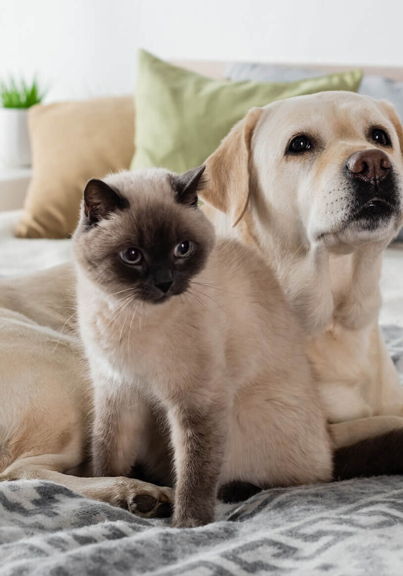 dog-cat-on-comfy-bed