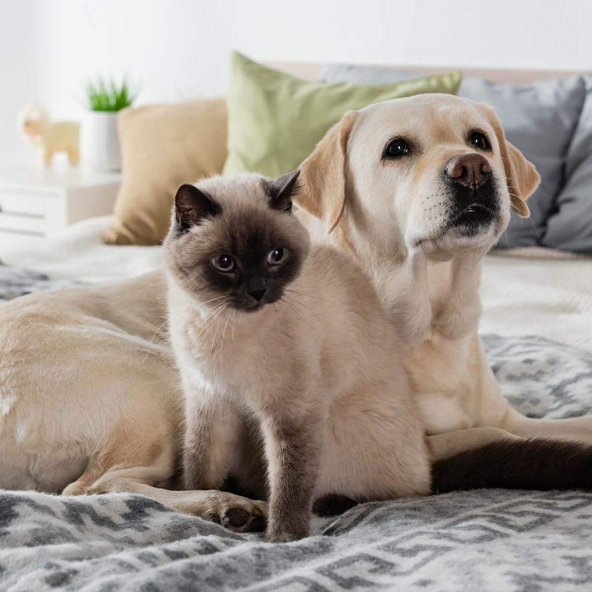 dog-cat-on-comfy-bed