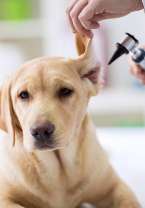 dog-dermatology-plano-tx Dog Ear Exam By Vet