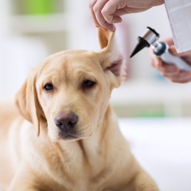dog-dermatology-plano-tx Dog Ear Exam By Vet