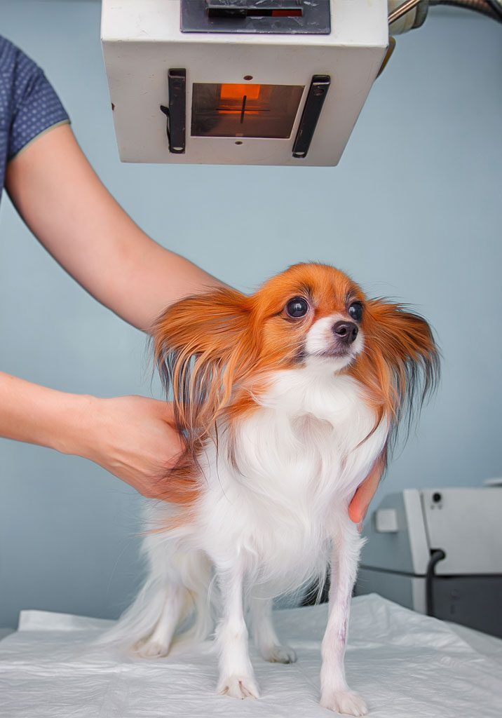 pet-imaging-scan Dog Getting Digital X-rays