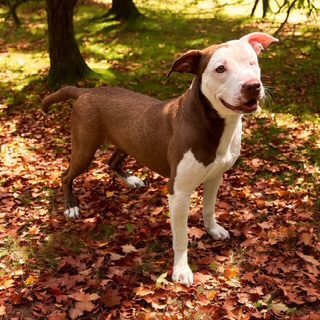 Dog In Leaves Dog Standing In Leaves