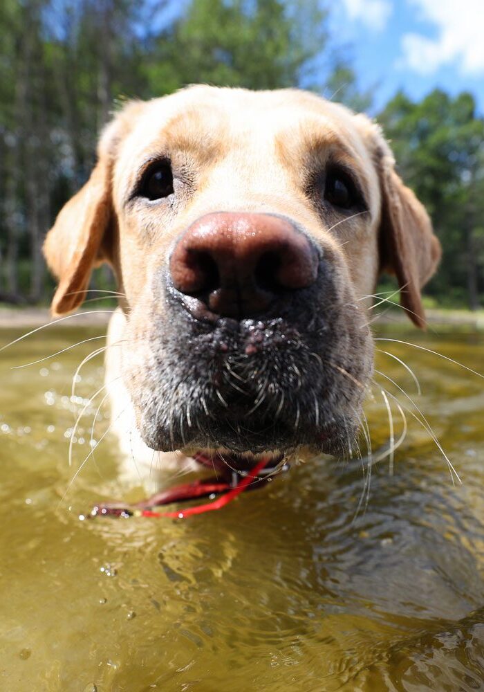 core-vaccines-for-dogs-and-cats Dog Swimming In Pond