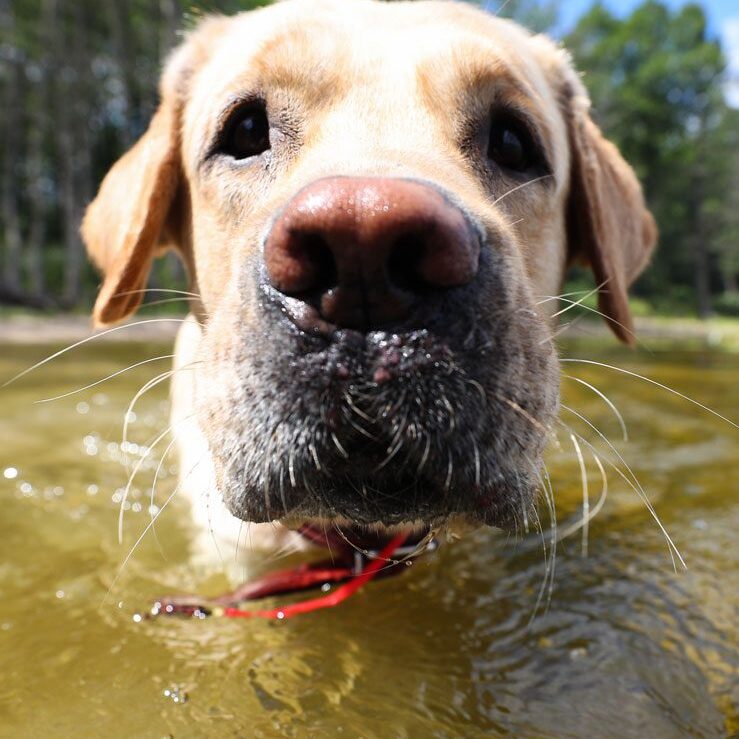 core-vaccines-for-dogs-and-cats Dog Swimming In Pond