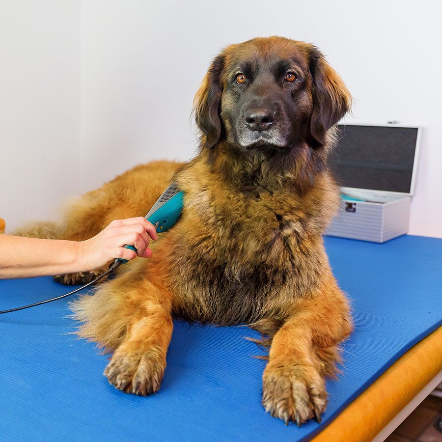 dog sitting as veterinarian using laser therapy machine