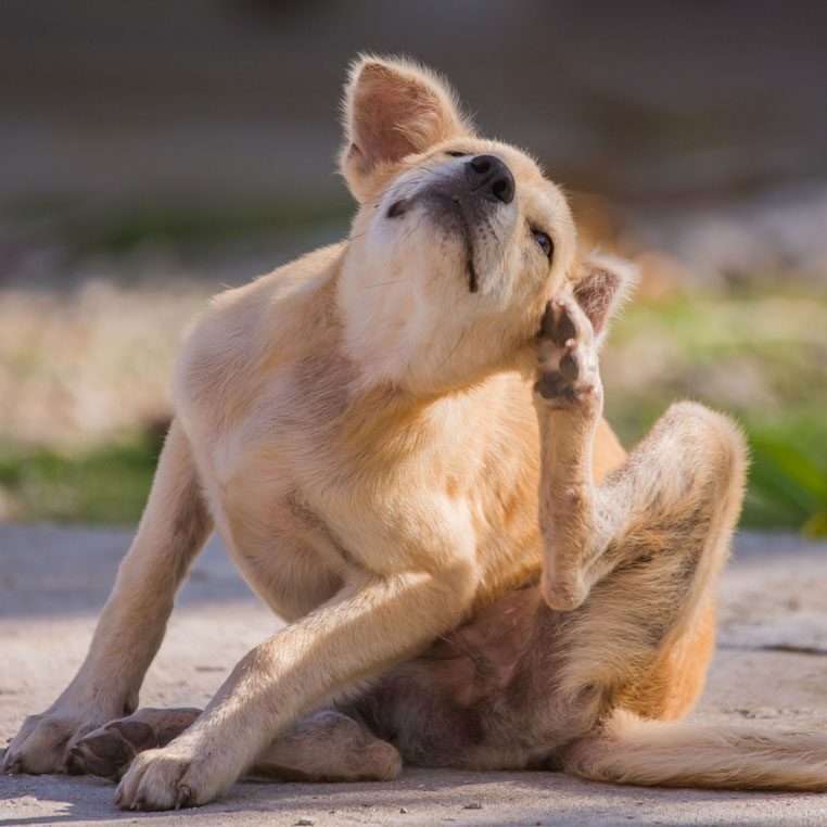 cat-and-dog-allergy-care-plano-tx Dog Scratching On Sidewalk