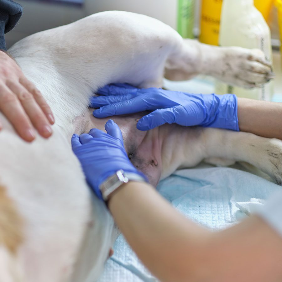 cat-and-dog-soft-tissue-surgery-plano-tx veterinarian examining dog's stomach after surgery