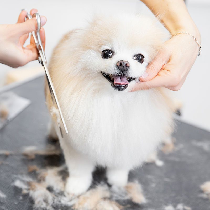 pet-grooming fluffy white dog getting its fur trimmed