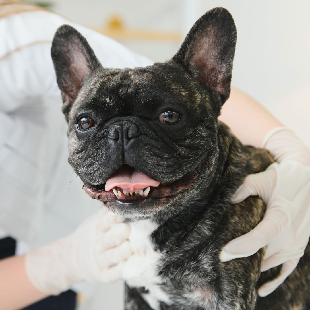 French Bulldog At Vet Clinic French Bulldog At Vet Clinic