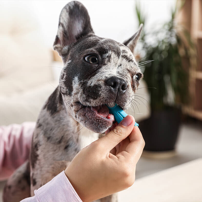 French Bulldog Getting Teeth Brushed