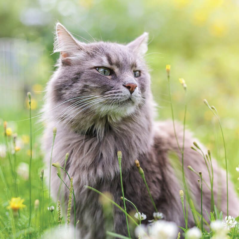 Gray Cat Sitting In Grass Gray Cat Sitting In Grass