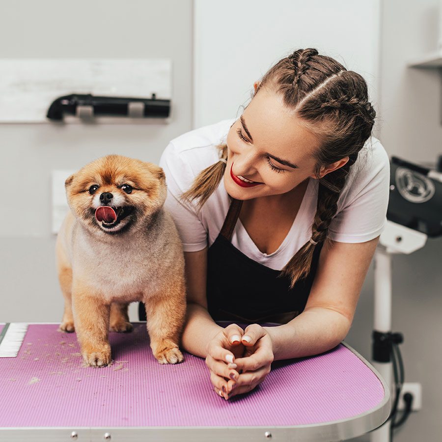 cat-and-dog-grooming-plano-tx freshly groomed dog smiling at the camera