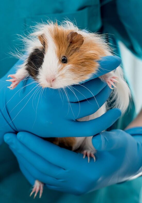 exotic-animal-veterinarian-plano-tx Guinea Pig Held By Vet