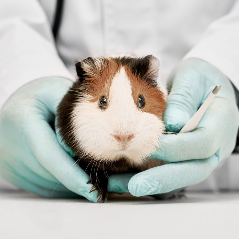 Hampster Held By Vet Small Hampster Held By Vet