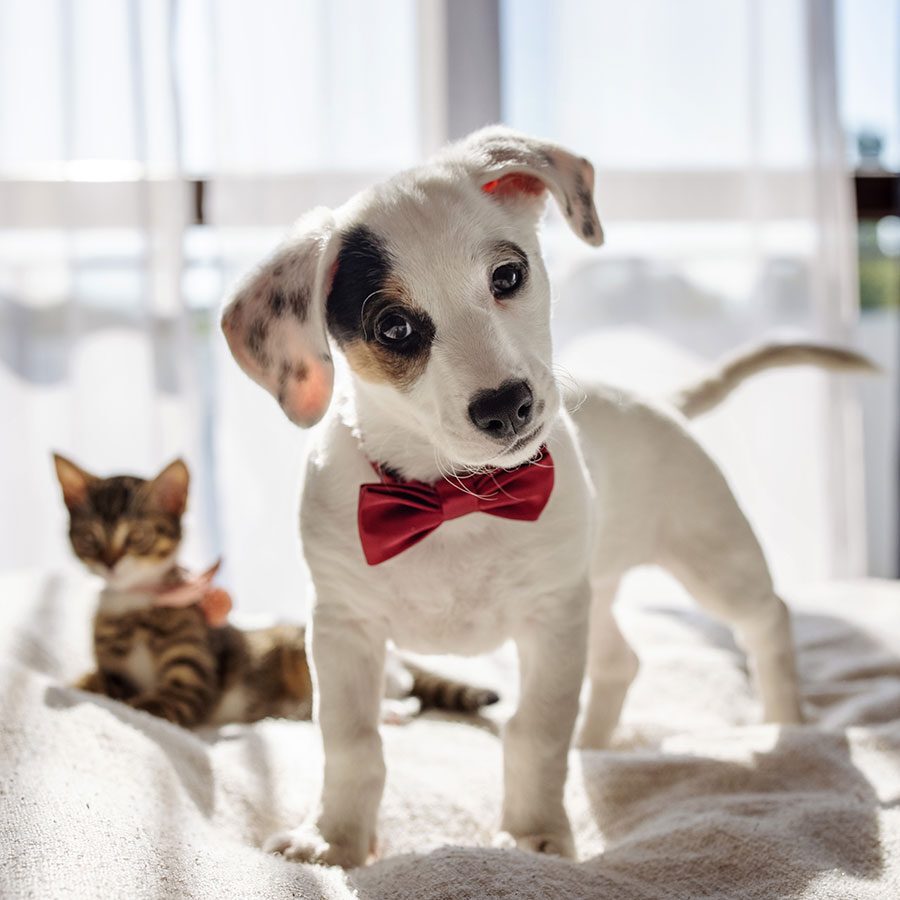 Kitten and Puppy Wearing Red Bowties
