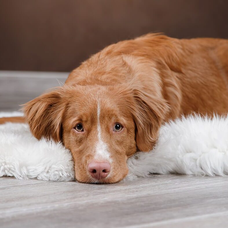 Sad Brown Dog Laying On Rug