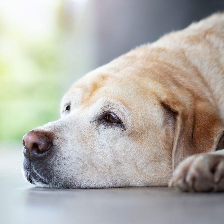 urgent-pet-vet Sad Dog Lying Down On Ground
