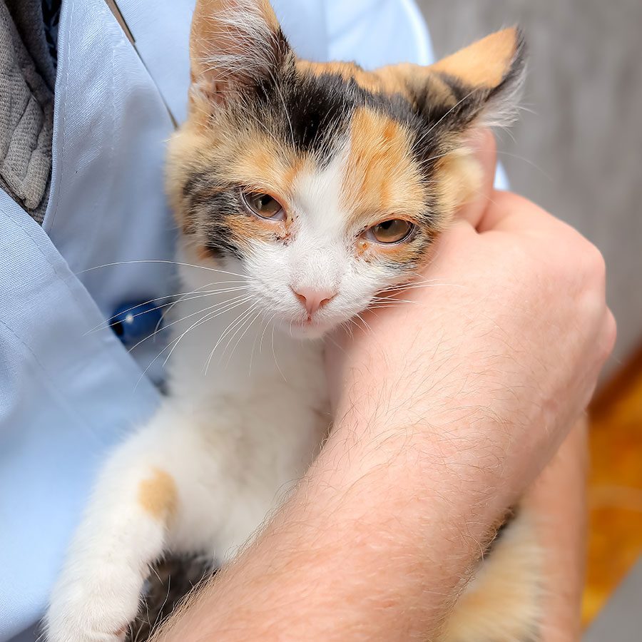 emergency-veterinarian veterinarian holding sick calico cat with weepy eyes