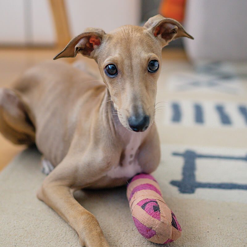 Small Brown Dog With Leg Cast Small Brown Dog With Leg Cast