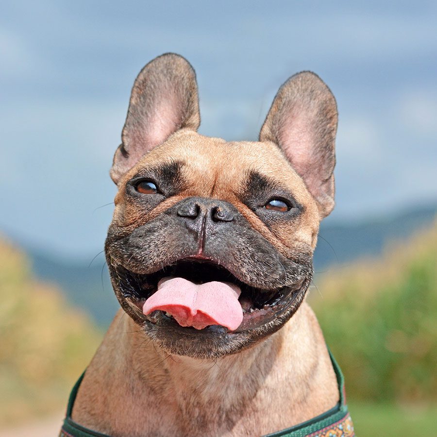 French bulldog outside and smiling at camera