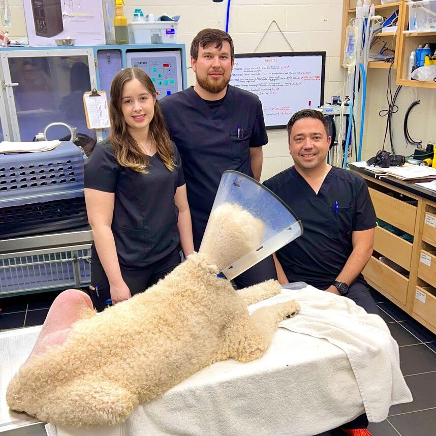 Dog With Cone And Three Vet Techs