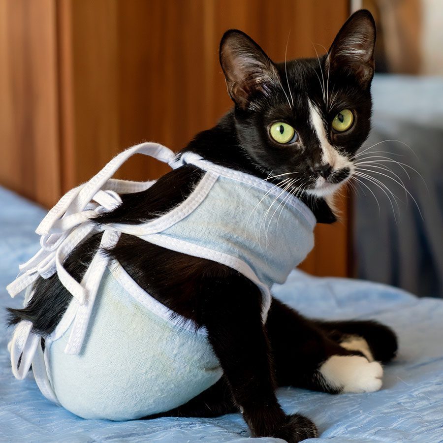 cat-and-dog-surgery Tuxedo cat recovering after surgery