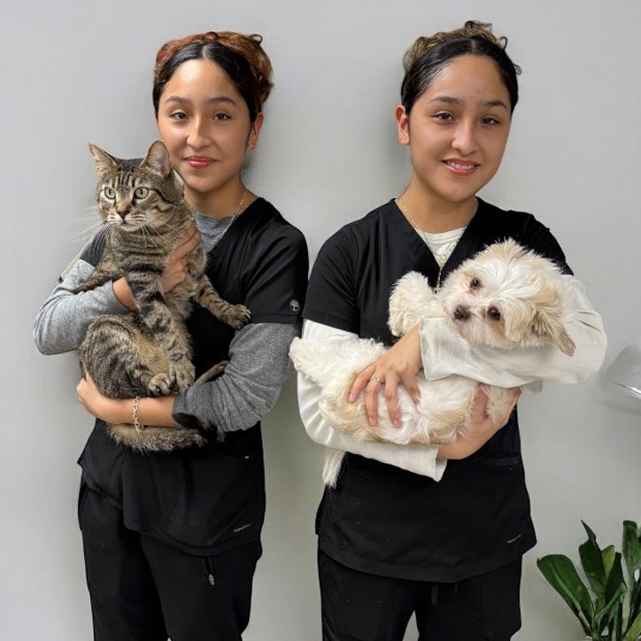 Twin Vet Assistance With Dogs Twin Vet Assistance With Dogs